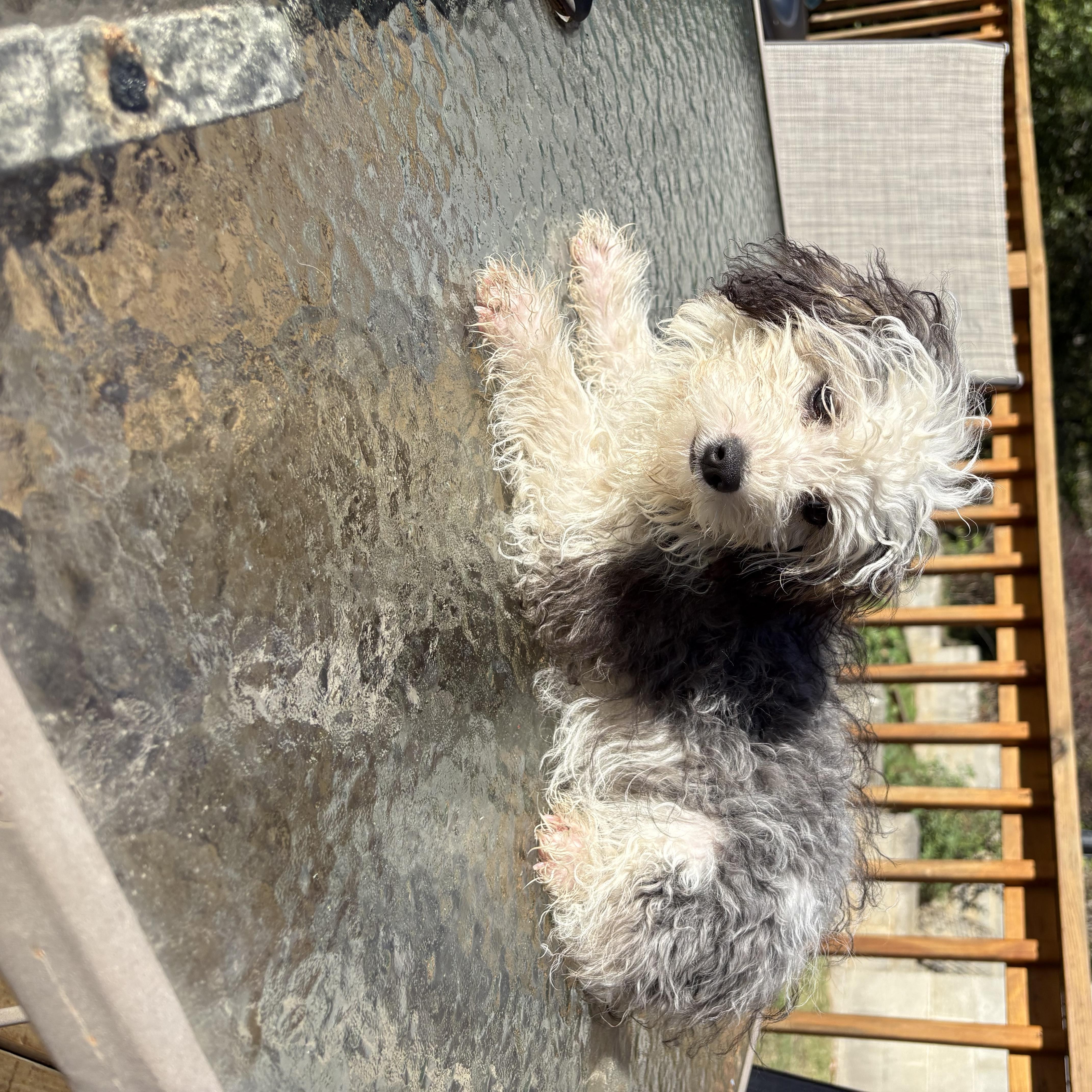 A baby small-sized male Aussiedoodle dog named Mr. Green for adoption in Chicopee, MA