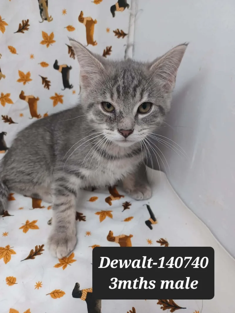 Dewalt