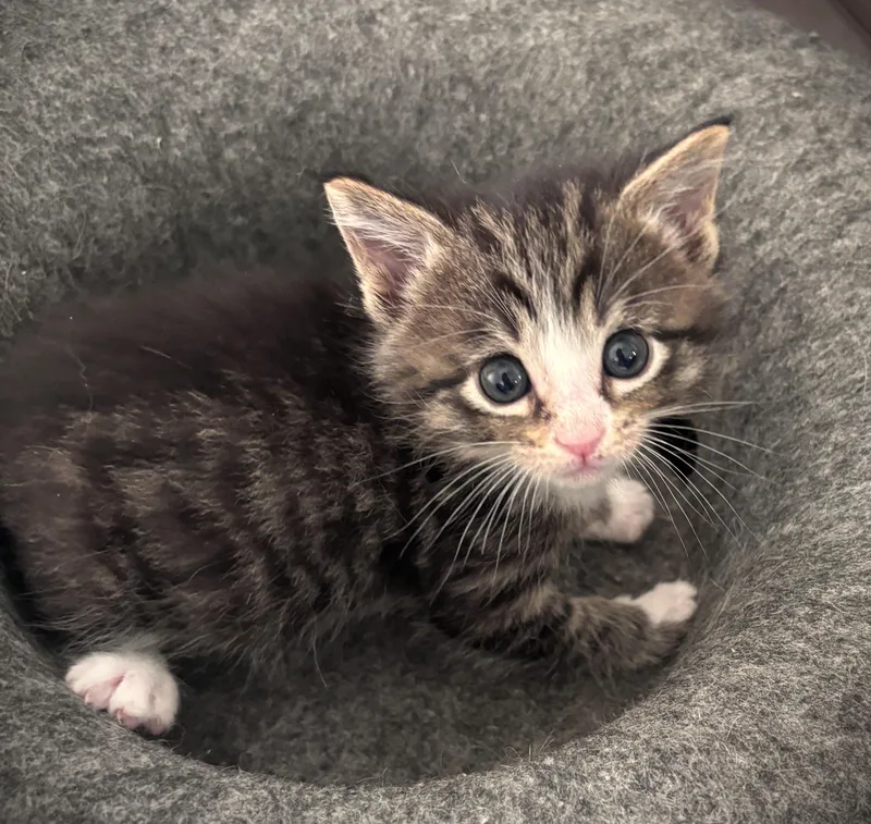 A baby small-sized male Tabby (Brown / Chocolate) Domestic Short Hair cat named Rocco for adoption in Mankato, MN