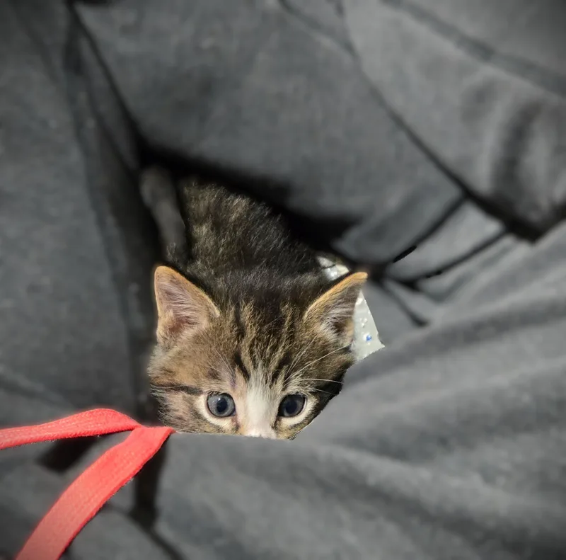Rocco thumbnail 3