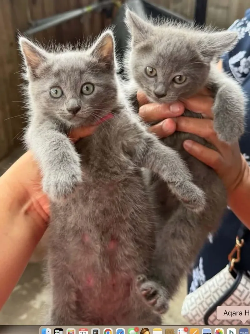 Zelda And Zahara