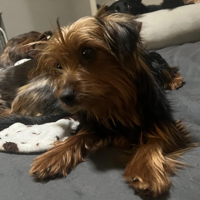 A young small-sized male Brown / Chocolate Yorkshire Terrier dog named Jasper for adoption in Sinking Spring, PA