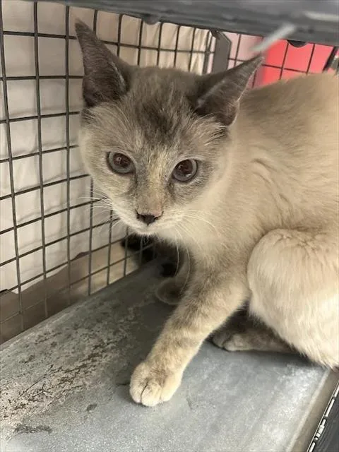 An adult small-sized female Domestic Short Hair cat named Milly Mae for adoption in Las Vegas, NV