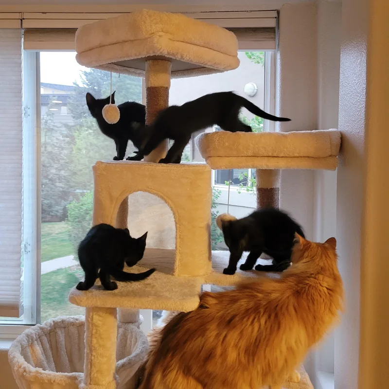 Cami And Cody Birgen thumbnail 2