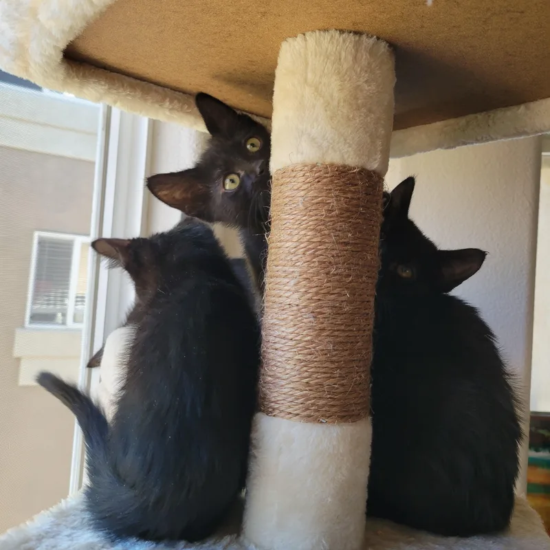 Cami And Cody Birgen thumbnail 5