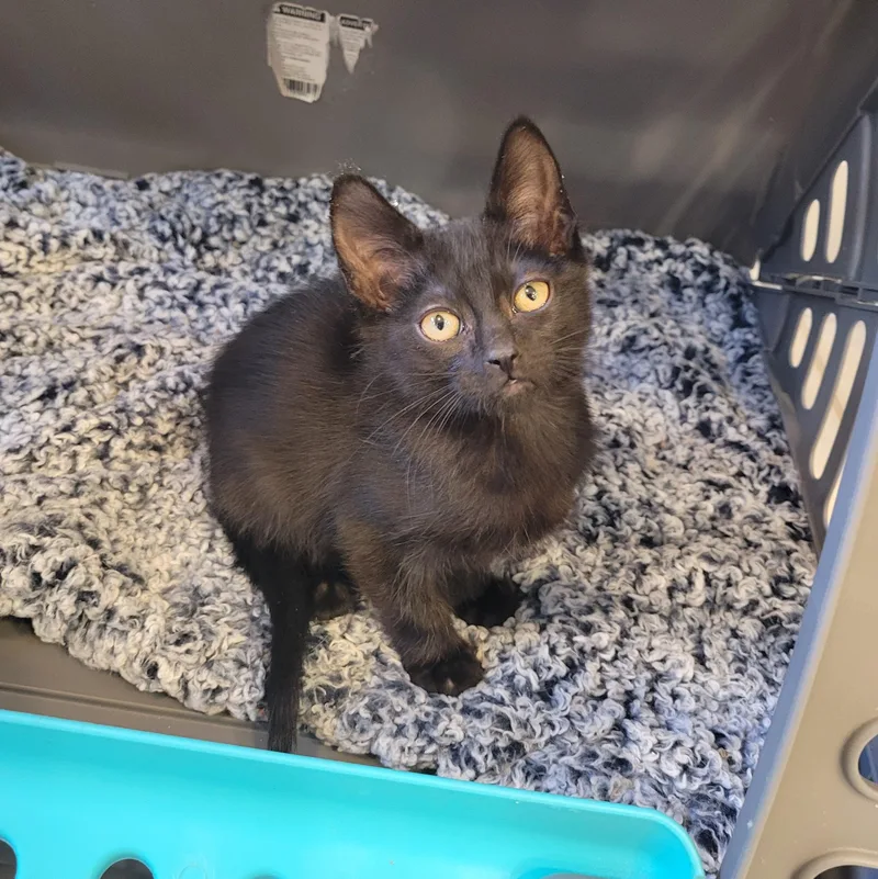 Cami And Cody Birgen thumbnail 6