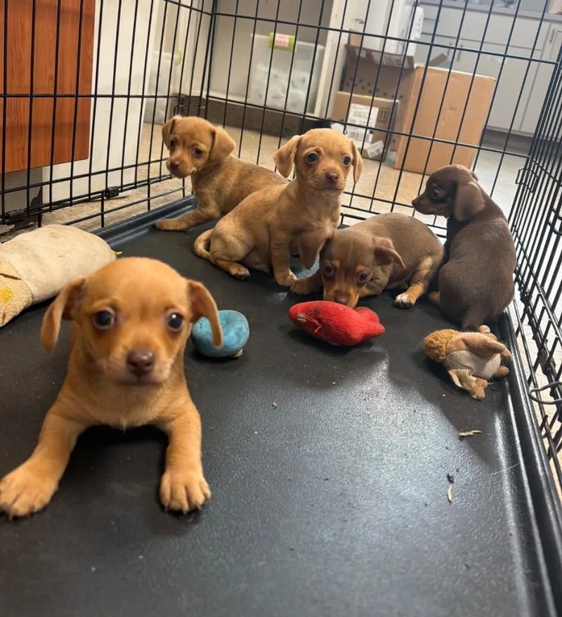 A baby small-sized male Brown / Chocolate Chihuahua dog named Chiweenie Puppies for adoption in Mary Esther, FL