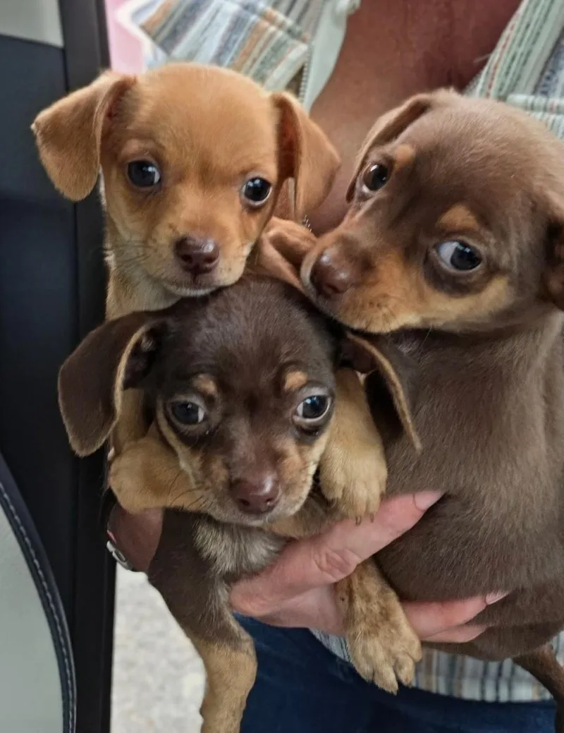 Chiweenie Puppies thumbnail 2