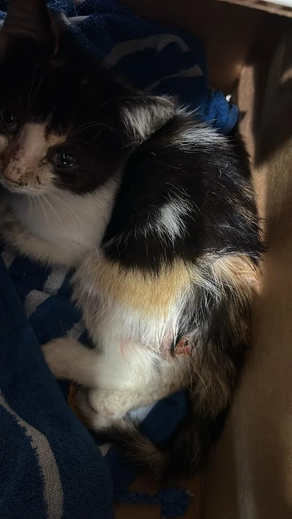 A baby medium-sized female Domestic Short Hair cat named Haven for adoption in Portland, IN