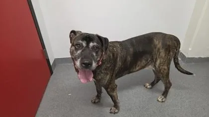 A senior extra large-sized female Mastiff dog named Cindy for adoption in West Chester, PA