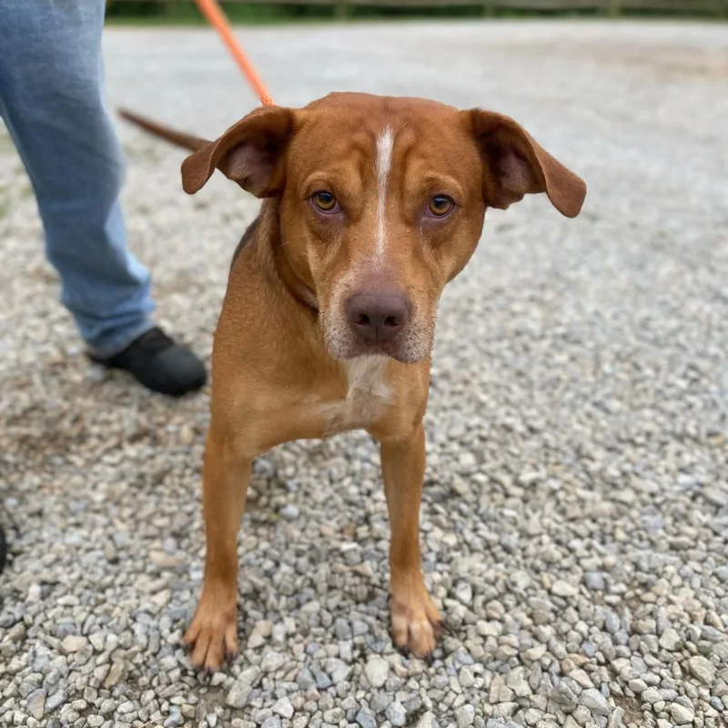 A senior large-sized male Red / Chestnut / Orange Mixed Breed dog named Ace for adoption in Red House, WV