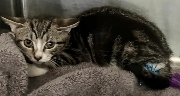 A baby small-sized female Domestic Short Hair cat named Soba for adoption in Staten Island, NY