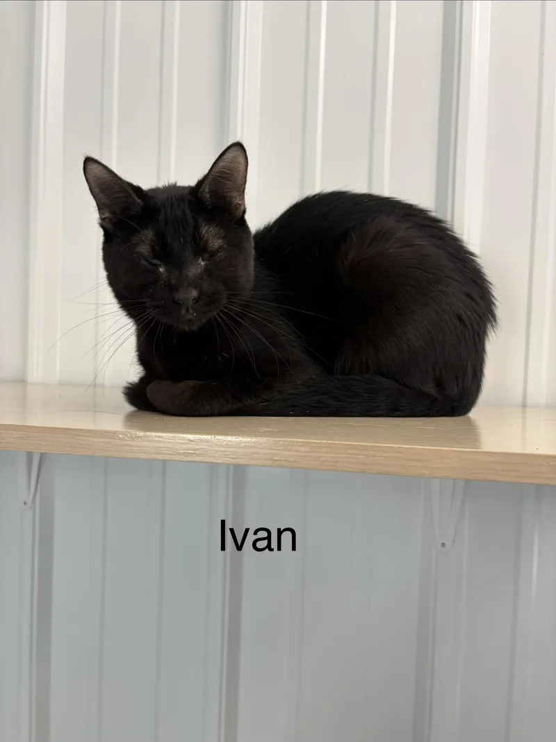 Ivan
