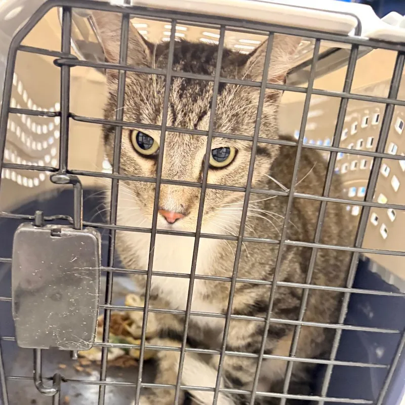 An adult medium-sized male Gray / Blue / Silver Domestic Medium Hair cat named Kahlo for adoption in Philadelphia, PA