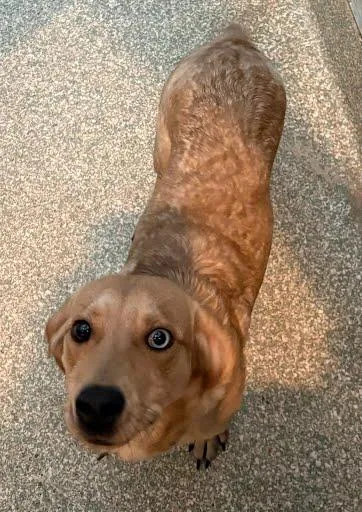 A young medium-sized male Terrier dog named Hubert for adoption in Washington, DC