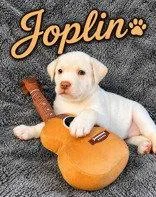 Joplin