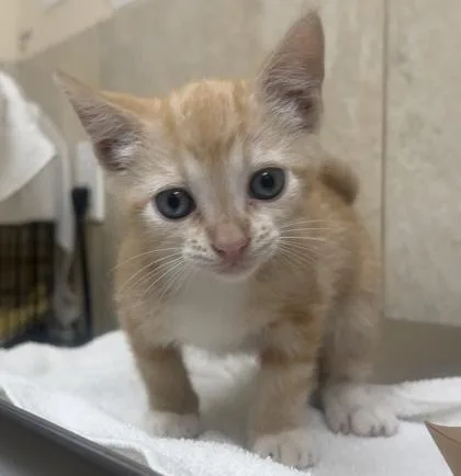 A baby small-sized male Domestic Short Hair cat named Peter Cotton Tail for adoption in Honolulu, HI