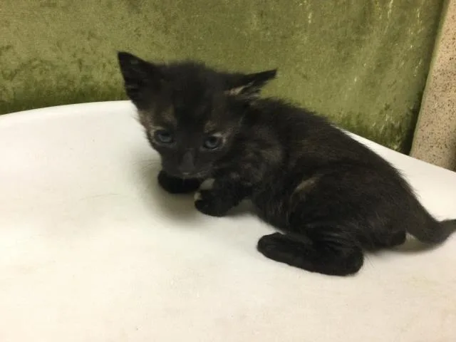 A baby small-sized female Domestic Short Hair cat named Reeses for adoption in Riverside, CA