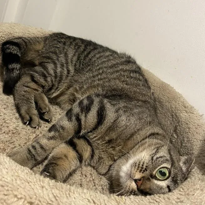 An adult small-sized female Brown / Chocolate Domestic Short Hair cat named Mamash for adoption in Los Angeles, CA