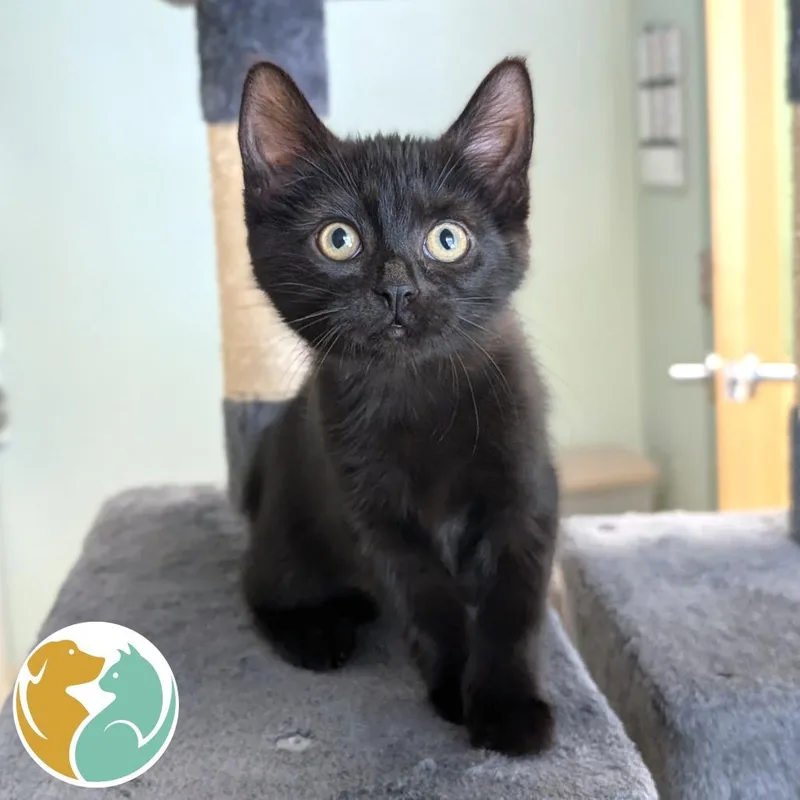A baby small-sized female Black Domestic Short Hair cat named My Bad for adoption in Toledo, OH