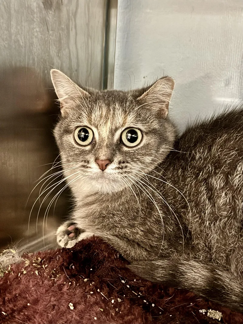 A senior small-sized female Tabby (Gray / Blue / Silver) Domestic Short Hair cat named Glitch for adoption in Midland, MI