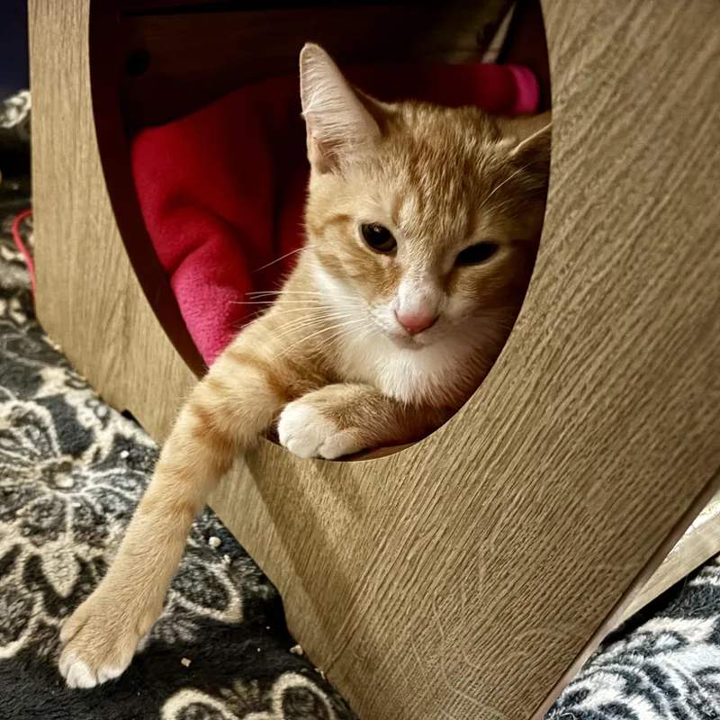 A baby medium-sized male Orange & White Domestic Short Hair cat named Murphy and Molly for adoption in Albany, NY