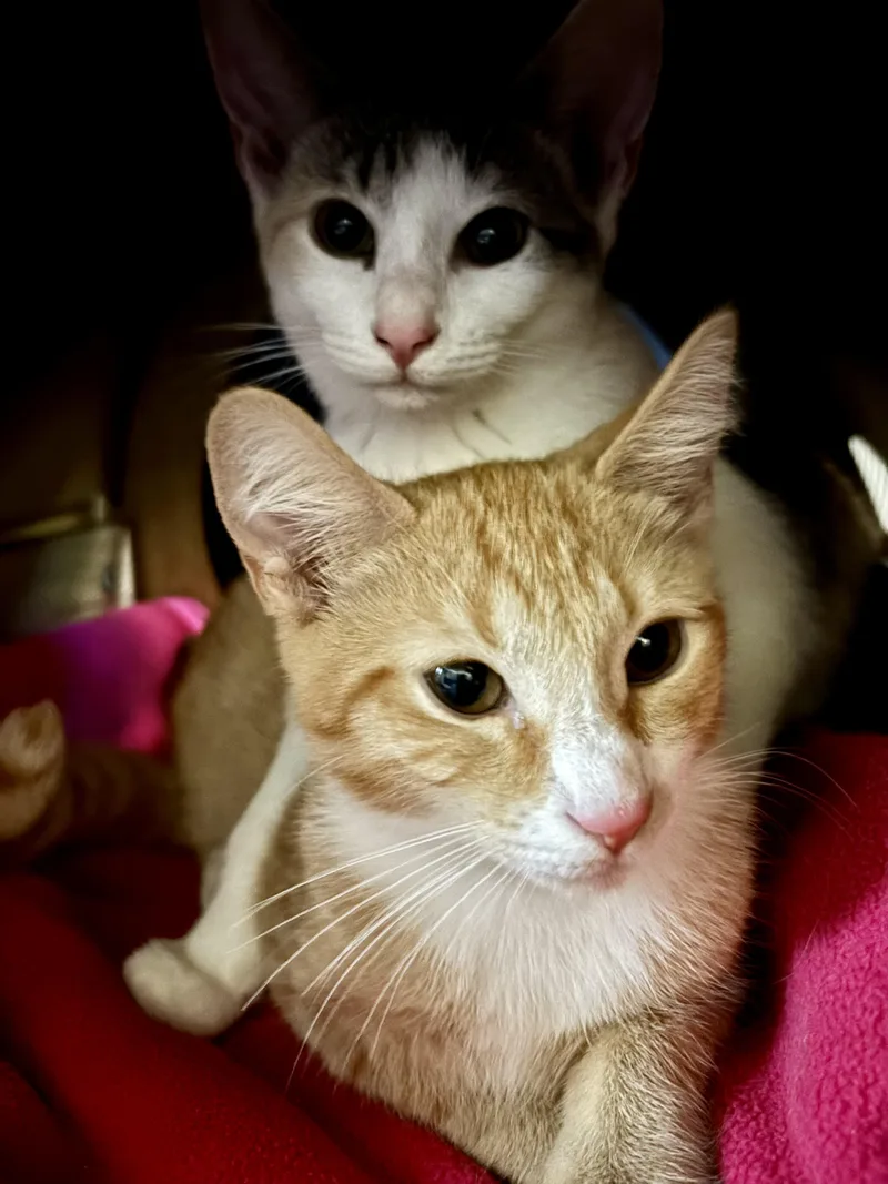 Murphy and Molly thumbnail 6