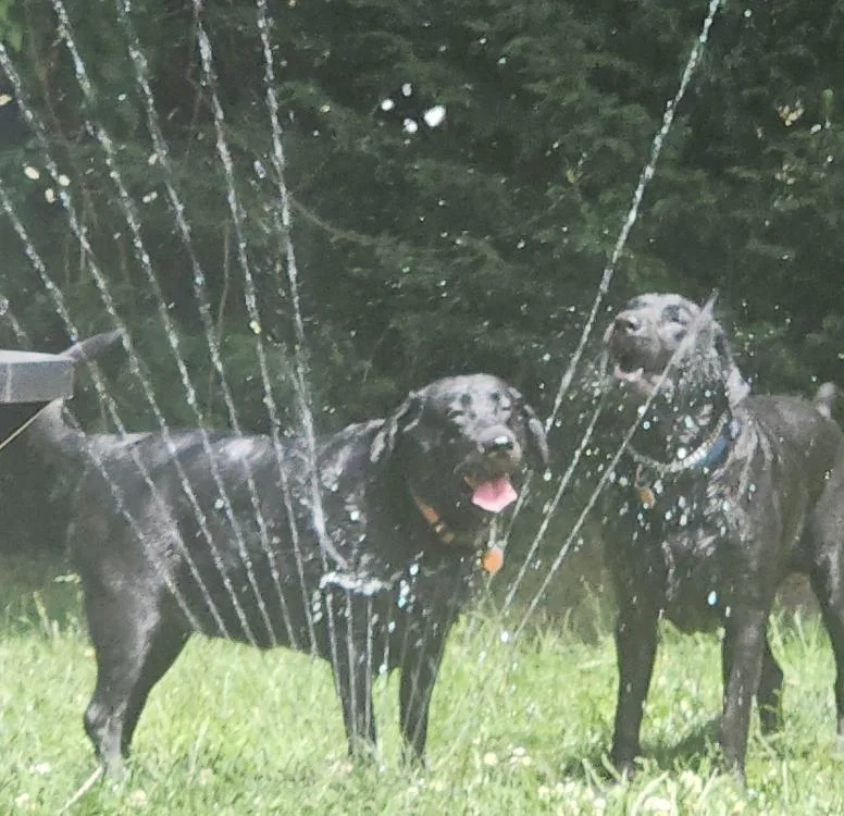 An adult large-sized female Black Labrador Retriever dog named Daisy for adoption in Puyallup, WA
