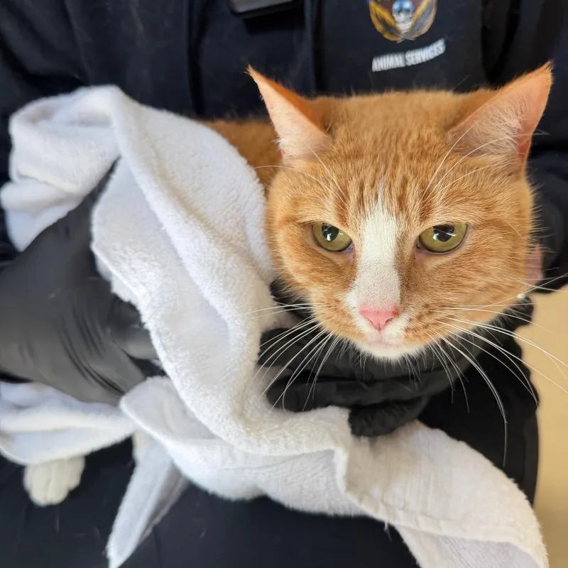 An adult medium-sized female Domestic Short Hair cat named Robin for adoption in Winston-Salem, NC