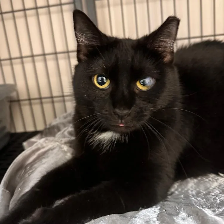 An adult small-sized female Black Domestic Short Hair cat named Ohio for adoption in Greensburg, PA