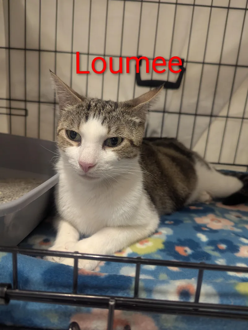 An adult small-sized female Domestic Short Hair cat named Loumee for adoption in Fullerton, CA