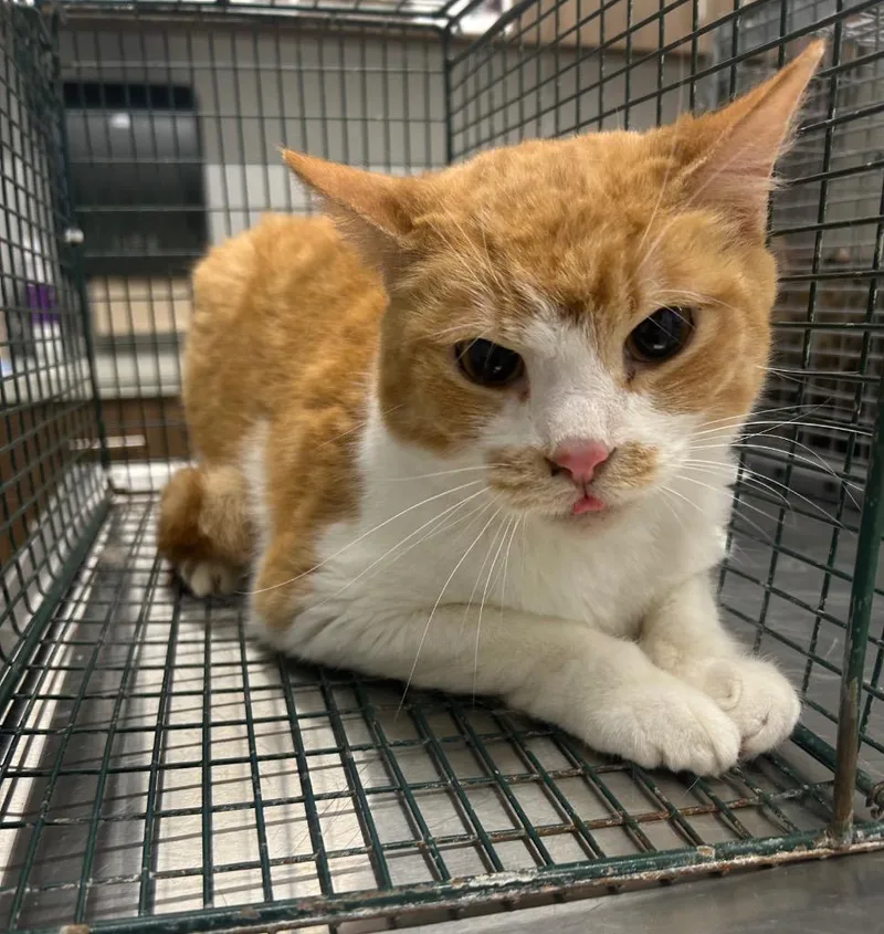 An adult medium-sized male Domestic Short Hair cat named Ginger for adoption in Clarksville, TN