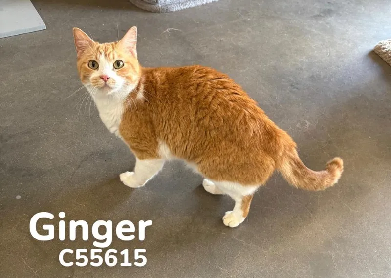 Ginger thumbnail 2