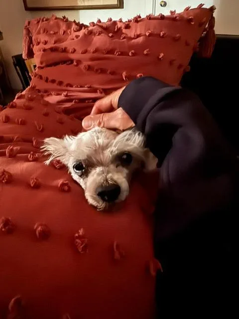 An adult small-sized female Shih Tzu dog named Coconut for adoption in Tehachapi, CA