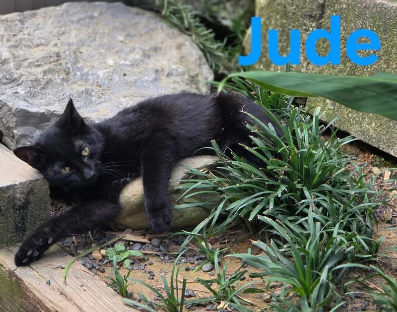 A baby medium-sized male Black Domestic Short Hair cat named Jude for adoption in Shrewsbury, MA