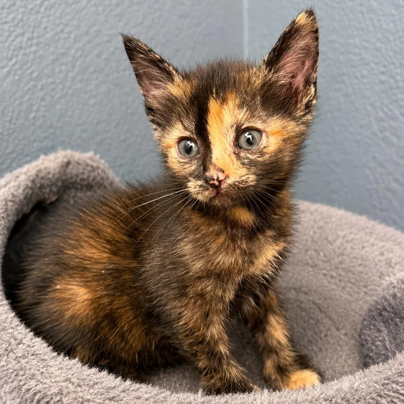 A baby small-sized female Tortoiseshell Domestic Short Hair cat named Natasha for adoption in Long Beach, CA