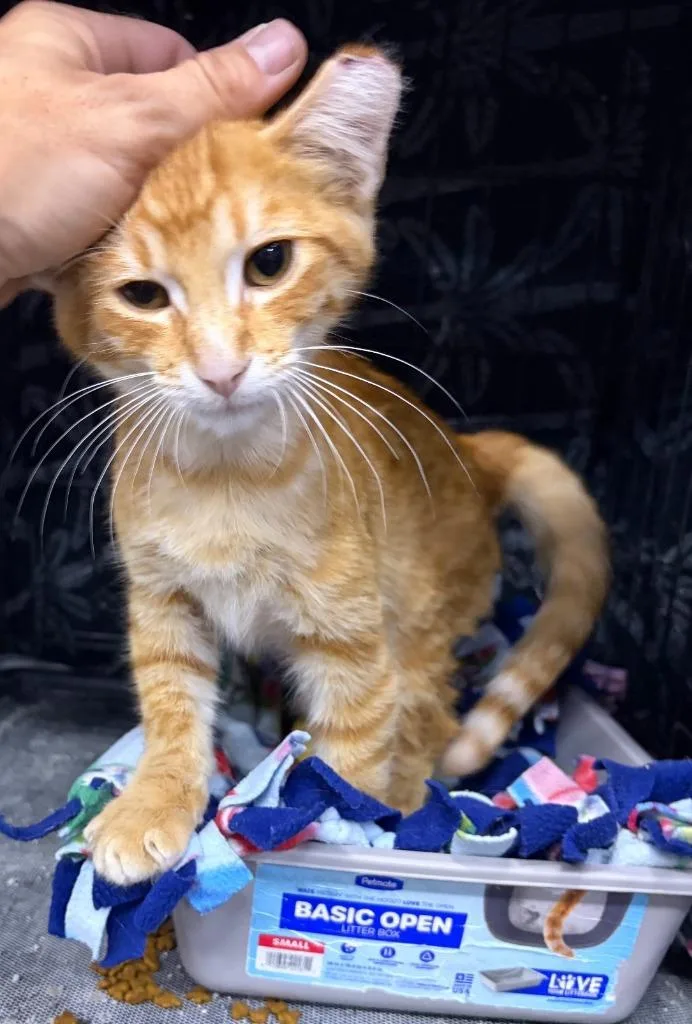 A baby medium-sized male Domestic Short Hair cat named Marlin for adoption in St. Cloud, MN