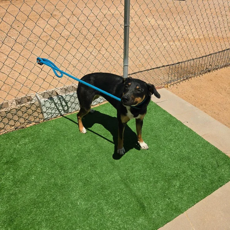 A baby medium-sized female Shepherd dog named Tilly for adoption in California City, CA