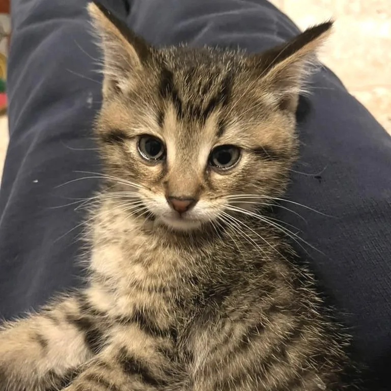 A baby small-sized male Brown / Chocolate Domestic Short Hair cat named Barker for adoption in Traverse City, MI