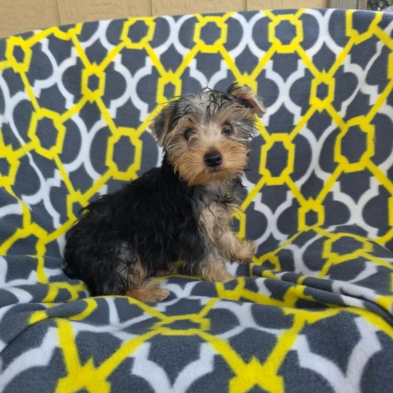 A baby small-sized male Black Yorkshire Terrier dog named Cheeto for adoption in Jackson, MO