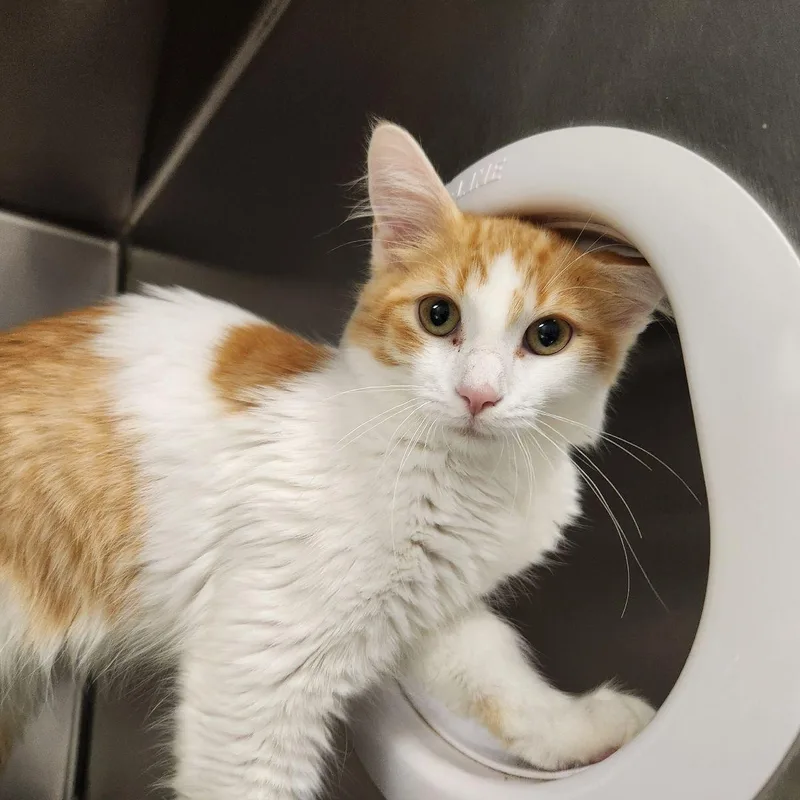 A young medium-sized male Domestic Long Hair cat named Snickerdoodle for adoption in Liberty, MO