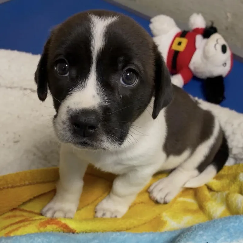 A baby small-sized female Pit Bull Terrier dog named Zipper for adoption in Eureka Springs, AR