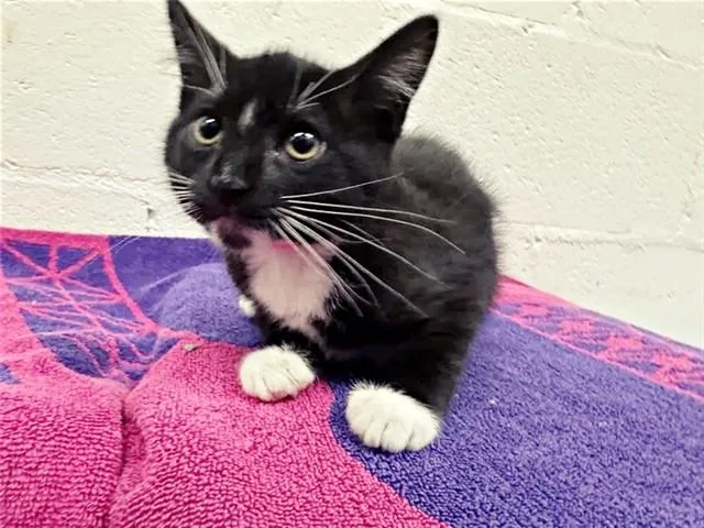 A baby small-sized female Domestic Short Hair cat named Socks for adoption in Saint Louis, MO