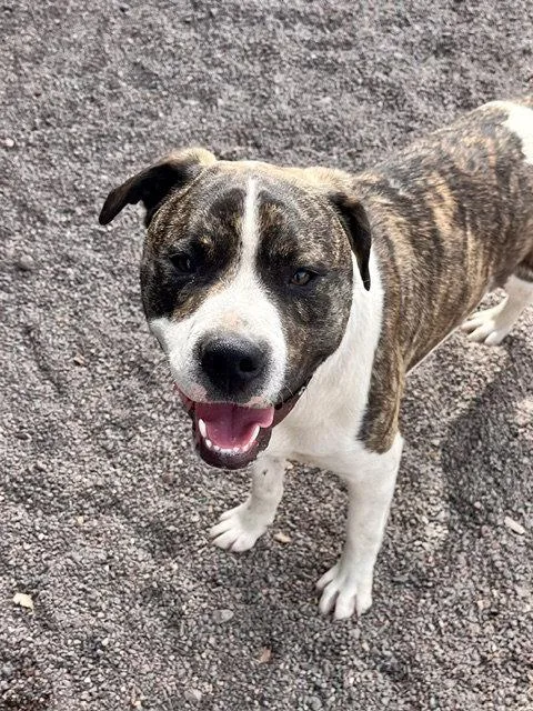 A young large-sized male Pit Bull Terrier dog named Ruger for adoption in Webster, WI
