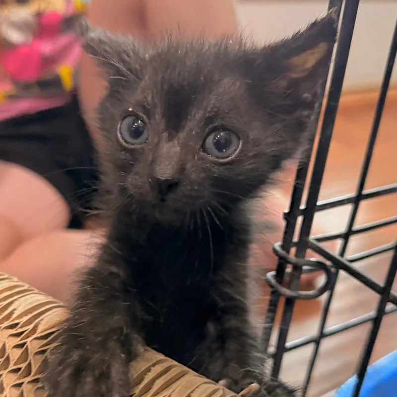 A baby small-sized female Black Domestic Short Hair cat named Smudge for adoption in Duncan, OK