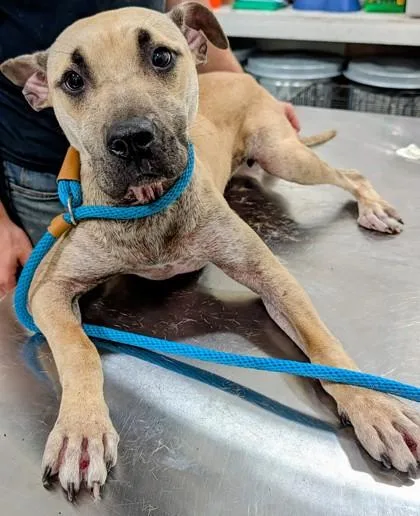 A young medium-sized female Black Mouth Cur dog named Olive for adoption in Blue Ridge, GA