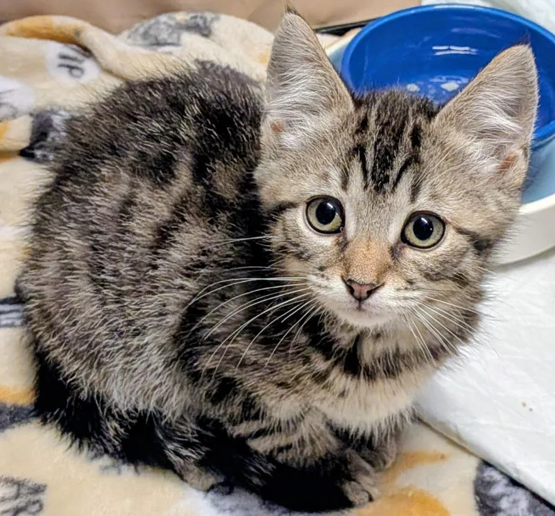 A baby small-sized female Domestic Medium Hair cat named Ausable for adoption in Hagaman, NY