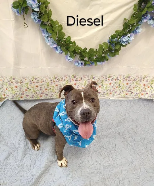 Diesel thumbnail 3