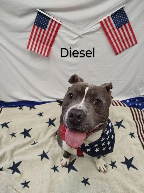 Diesel