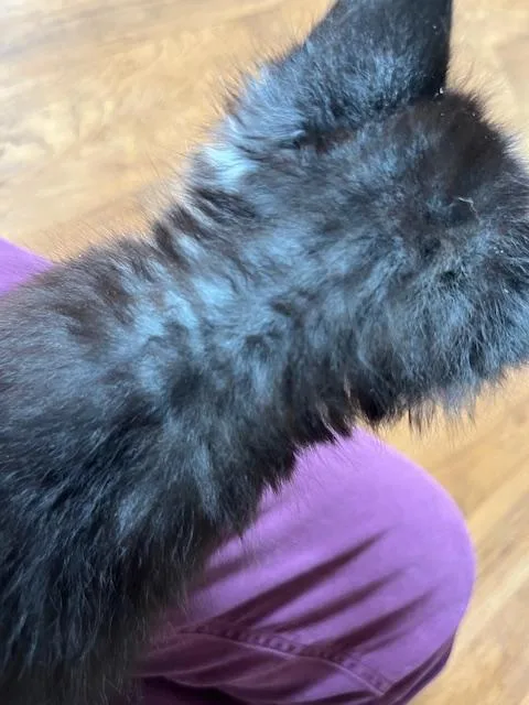Baby Boston Blue thumbnail 2